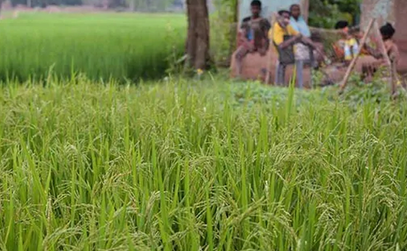 बजट से ठीक पहले खरीफ सीजन की सभी प्रमुख फसलों की MSP बढ़ी
