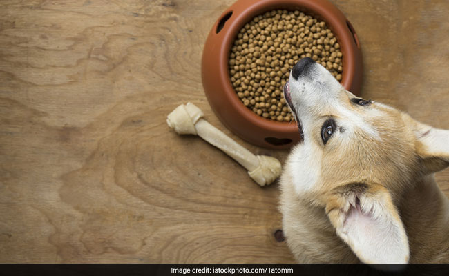 Watch: 5 Foods You Should Never Allow Your Pet Dog To Eat