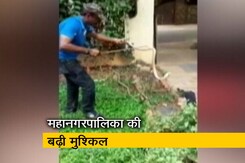 बेंगलुरू में सांपों का आतंक, पकड़े गए सांपों में किंग कोबरा और वाईपर भी बेंगलुरू में सांपों का आतंक, पकड़े गए सांपों में किंग कोबरा और वाईपर भी