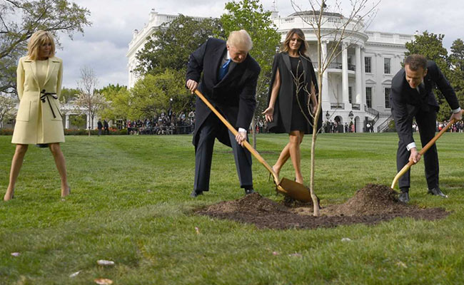Tree Symbolising Donald Trump-Emmanuel Macron Friendship Has Died