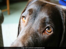 Scientists Think They Know Why Dogs Have Eyes That Tug At Our Hearts Scientists Think They Know Why Dogs Have Eyes That Tug At Our Hearts