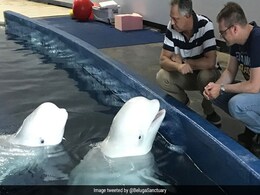Captive Beluga Whales Make Epic Journey From China To Iceland Sanctuary Captive Beluga Whales Make Epic Journey From China To Iceland Sanctuary