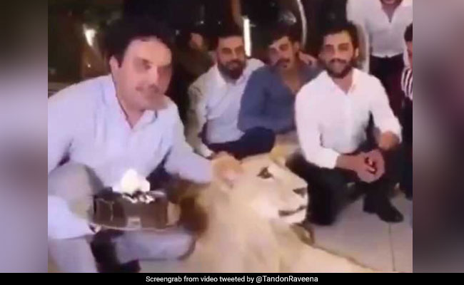 शेर के मुंह पर इन लोगों ने दे मारा केक तो भड़क उठीं बॉलीवुड एक्ट्रेस, बोलीं- नर्क में सड़ेंगे...देखें Video