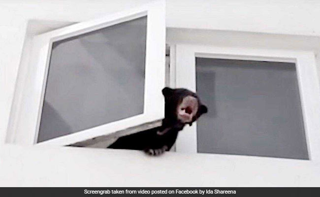 सिंगर ने कुत्ता समझ पाल लिया जंगली भालू, खिड़की से निकलते ही घरघराया तो लोगों की निकली चीखें... देखें VIDEO