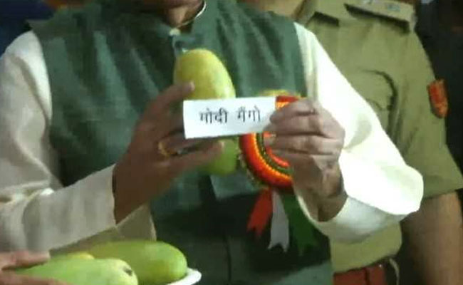 'Modi Mangoes', Weighing 450 Grams, Feature At Mango Festival In Lucknow