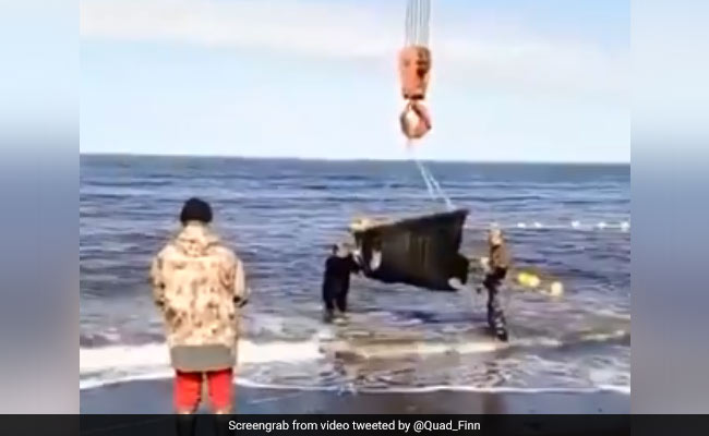 First Batch Of Captive Whales, Orcas In Russia Released After Outcry