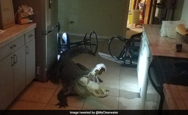 11-Foot Alligator Breaks Into Home Through Window