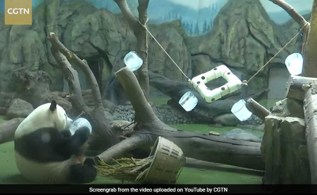 Pandas Beat The Heat Playing With Giant Ice Cubes. Watch Adorable Video