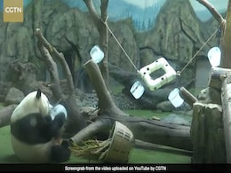 Pandas Beat The Heat Playing With Giant Ice Cubes. Watch Adorable Video Pandas Beat The Heat Playing With Giant Ice Cubes. Watch Adorable Video