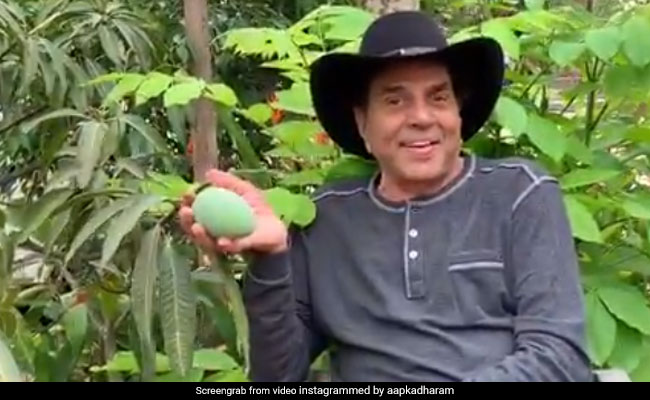 बॉलीवुड एक्टर धर्मेंद्र पेड़ पर रसीले आमों को देख खुद को रोक नहीं पाए और फिर...देखें Video