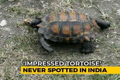 Found In Jungles Of Arunachal: A Rare Species Never Seen In India Before Found In Jungles Of Arunachal: A Rare Species Never Seen In India Before