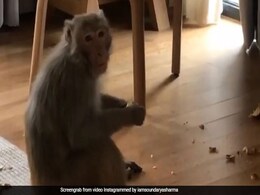 इस एक्ट्रेस के घर में घुसे बंदर ने यूं मचाया ऊधम, Video हुआ वायरल इस एक्ट्रेस के घर में घुसे बंदर ने यूं मचाया ऊधम, Video हुआ वायरल