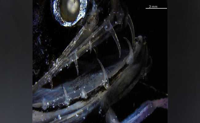 Scientists Solve The Mystery Of The Dragon With Transparent Teeth