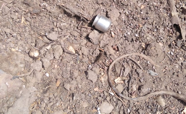 15 Monkeys Die In Madhya Pradesh Forest, Officials Blame Fight For Water