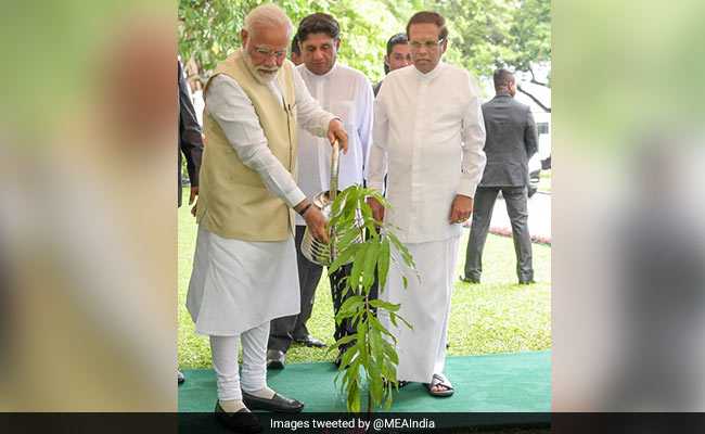 PM Modi Plants Ashoka Tree Sapling At Sri Lanka President's House