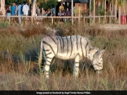 पार्टी में जेब्रा की हुई कमी, तो दो गधों पर कर दिया ब्लैक एंड व्हाइट पेंट, Video देख लोगों ने कहा - शर्मनाक! पार्टी में जेब्रा की हुई कमी, तो दो गधों पर कर दिया ब्लैक एंड व्हाइट पेंट, Video देख लोगों ने कहा - शर्मनाक!