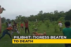 Tigress Beaten To Death In UP, Villagers Make Video With "Commentary" Tigress Beaten To Death In UP, Villagers Make Video With "Commentary"