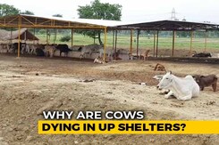 Despite Rs. 600-Crore Budget, Cattle Deaths Cast Shadow Over UP Shelters Despite Rs. 600-Crore Budget, Cattle Deaths Cast Shadow Over UP Shelters
