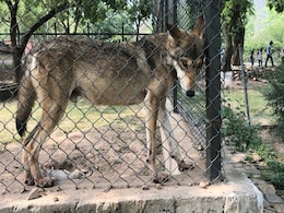 Animals In Pak Zoo Suffer In Heat, Agencies Tussle Over Its Management Animals In Pak Zoo Suffer In Heat, Agencies Tussle Over Its Management