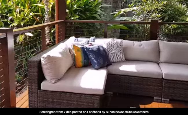 Family Finds Huge Python On Verandah. Can You Spot It?