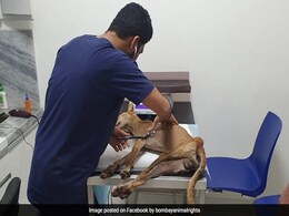 On CCTV, Dog Trying To Take Shelter In Mumbai Building During Rain Beaten On CCTV, Dog Trying To Take Shelter In Mumbai Building During Rain Beaten