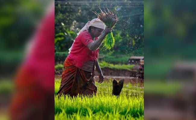 छत्तीसगढ़ में किसानों पर हुई धन वर्षा, मिला धान का बकाया बोनस, ट्रांसफर किए गए 3,716 करोड़ रुपए