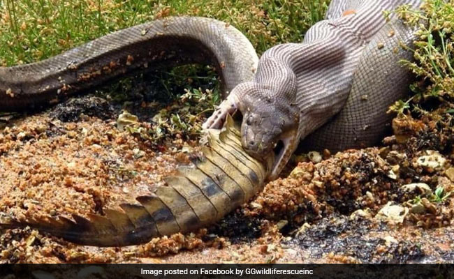 Ghastly Pics Show Huge Python Swallowing Crocodile Whole