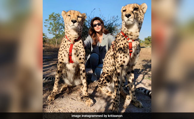 Kriti Sanon 'Chilling Like A Villain' In Zambia With Wild Cats