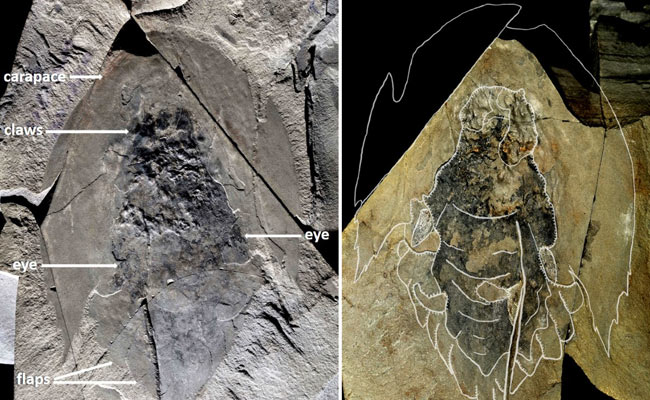 Fossil Of Creature, With Head Like "<i>Star Wars</i>" Spaceship, Found In Canada