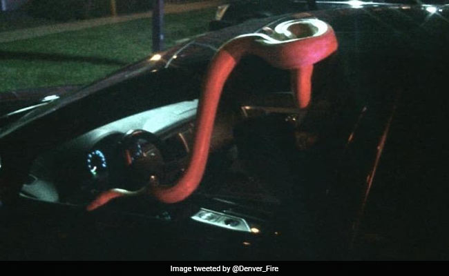 15-Foot Snake Slithers Out Of Car After Drunk Owner Passes Out