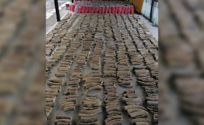 Singapore Seizes Ivory From Nearly 300 Elephants In Record Haul