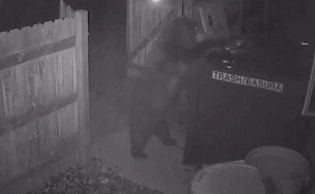 Hilarious Footage Shows Bear Casually Stealing An Entire Dumpster