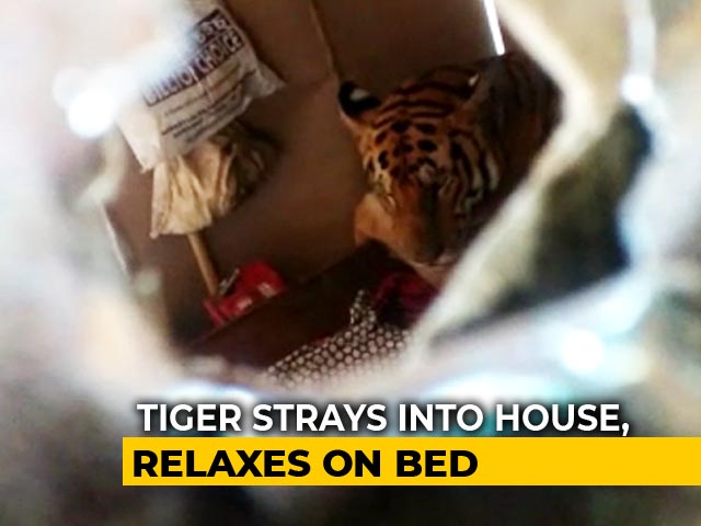 Tiger's "Bed N Breakfast" In Assam Home As Raging Waters Flood Kaziranga