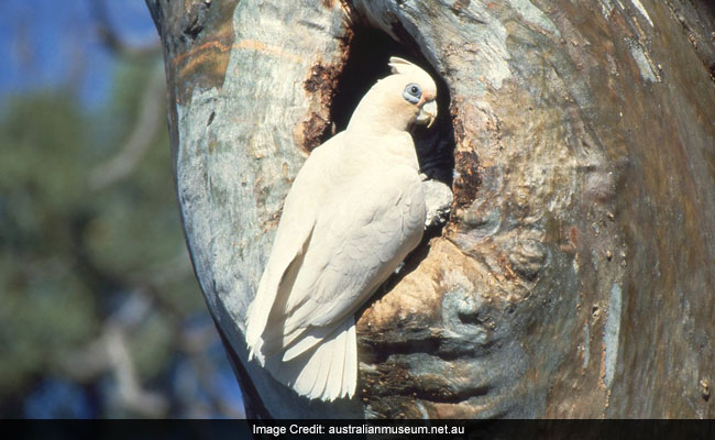 Birds, Allegedly Poisoned, Fall From Sky In Australia "Like Horror Movie"
