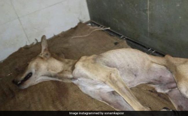 स्ट्रीट डॉग की बेरहमी से पिटाई पर अनुष्का शर्मा और सोनम कपूर को आया गुस्सा, दर्ज कराई FIR