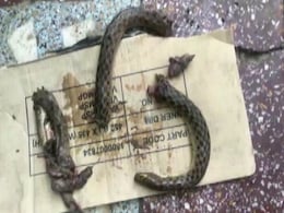 शराबी को सांप ने काटा तो शख्स ने चबा-चबाकर कर दिए उसके चार टुकड़े, अस्पताल पहुंचा तो... शराबी को सांप ने काटा तो शख्स ने चबा-चबाकर कर दिए उसके चार टुकड़े, अस्पताल पहुंचा तो...