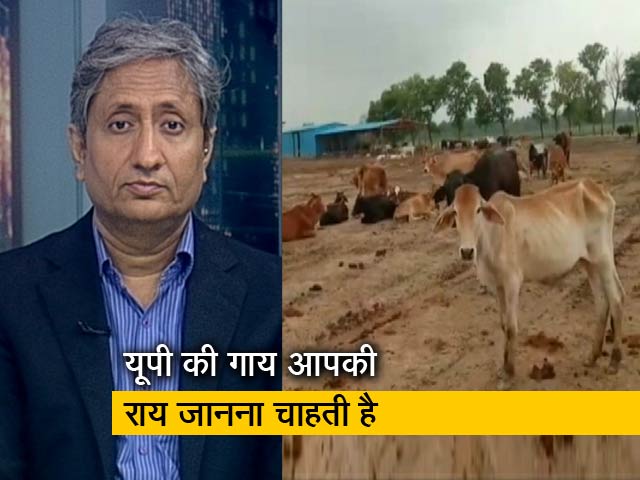 रवीश कुमार का प्राइम टाइम: योगी आदित्यनाथ के यूपी में गायों की हालत ऐसी क्यों?