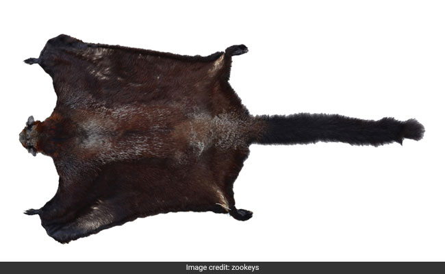 New Flying Squirrel Species Found In China's Yunnan Province