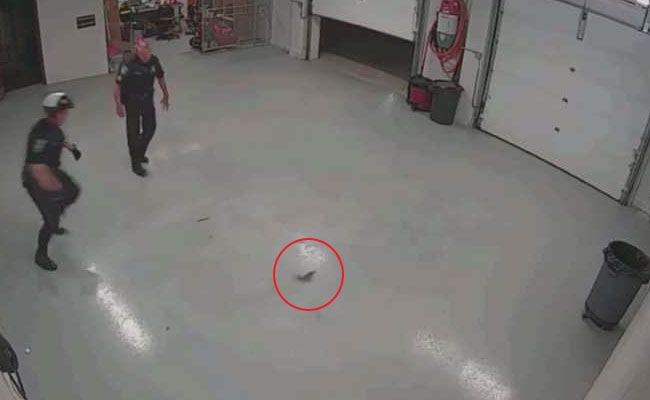 Small Squirrel Spells Big Trouble For Two Cops. Watch Hilarious Video