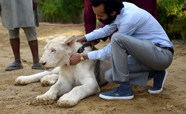 Big Cats Of Instagram: Inside The World Of Pakistani Elites And Their Exotic Pets