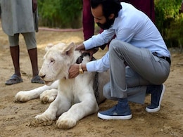Big Cats Of Instagram: Inside The World Of Pakistani Elites And Their Exotic Pets Big Cats Of Instagram: Inside The World Of Pakistani Elites And Their Exotic Pets