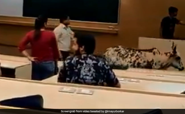 IIT Bombay Sets Up Panel On Man Vs Animal, Day After 'Cow In Classroom'