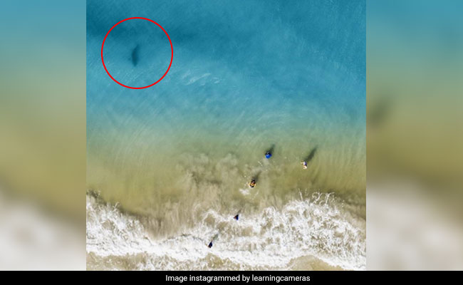 Dad Shares Chilling Photos Of Shark Swimming Towards His Kids