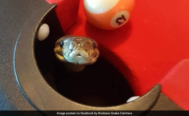 Python Pops Out Of Pool Table In Middle Of Game, Shocks Players