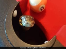 पूल टेबल की पॉकेट से अचानक निकला अजगर, खिलाड़ी खेल छोड़कर भागे पूल टेबल की पॉकेट से अचानक निकला अजगर, खिलाड़ी खेल छोड़कर भागे