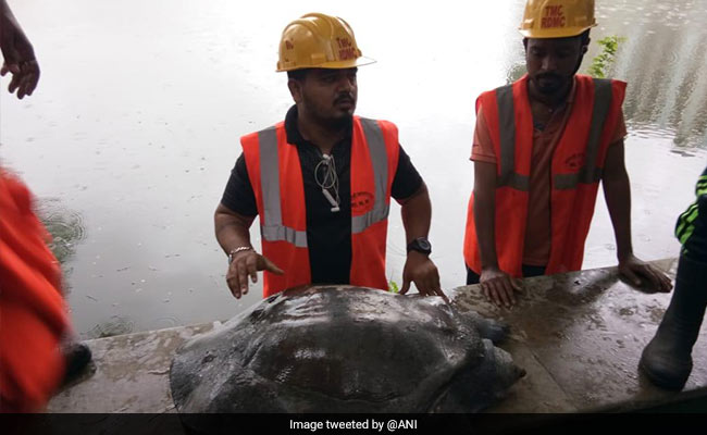 Tortoise Injured Due To High Tide In Maharashtra, Rescued