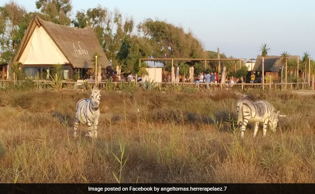 Donkeys Painted To Look Like Zebras For Safari-Themed Party Cause Outrage