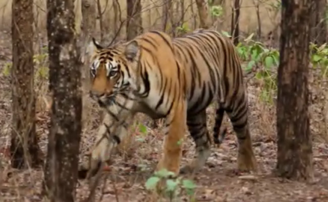 Poachers Kill Tigress, Dump Carcass In Well In Madhya Pradesh