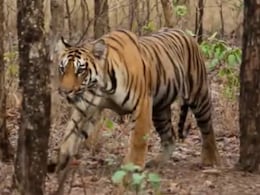 MP News: पन्ना टाइगर पार्क में दिखा बाघ के सड़क पार करने का अद्भुत नजारा, Video हुआ Viral MP News: पन्ना टाइगर पार्क में दिखा बाघ के सड़क पार करने का अद्भुत नजारा, Video हुआ Viral