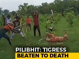 Video : Tigress Beaten To Death In UP, Villagers Make Video With "Commentary"